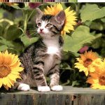 نخ و نقشه تابلوفرش طرح گربه بازیگوش