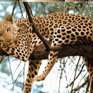 نخ و نقشه تابلوفرش طرح پلنگ درختی