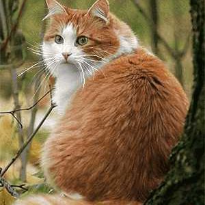 نخ و نقشه تابلوفرش طرح گربه طلایی